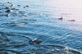 A group dolphins leap out of the water