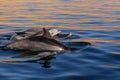 Group of dolphins in sea close to Parakas national reserve, Peru