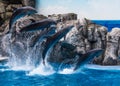 Group of Dolphins splashing out of water