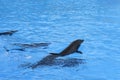 Group of dolphins swim in the blue water. Closeup of dolphin heads. Intelligent mammal in the pool. Bottlenose dolphin Royalty Free Stock Photo