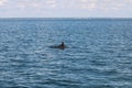 Group of dolphins swiming in the sea