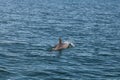 Group of dolphins swiming in the sea