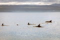 A group of dolphins swimming around in the ocean outside the harbour of Husavik in Iceland during spring. Royalty Free Stock Photo
