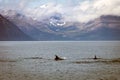 A group of dolphins swimming around in the ocean outside the harbour of Husavik in Iceland during spring. Royalty Free Stock Photo