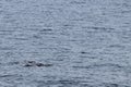 Group of dolphins swimming and diving in the ocean. Pacific white-sided dolphin Lagenorhynchus obliquidens in natural habitat. Mar