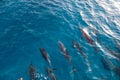 Group of dolphins swimming in an ocean with clear, blue water Royalty Free Stock Photo