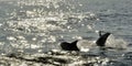 Group of dolphins, swimming in the ocean and hunting for fish.