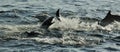 Group of dolphins, swimming in the ocean and hunting for fish. The jumping dolphins comes up from water. The Long-beaked common d Royalty Free Stock Photo