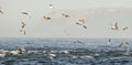 Group of dolphins, swimming in the ocean and hunting for fish. The jumping dolphins comes up from water. The Long-beaked common d Royalty Free Stock Photo