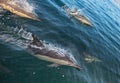 Group of dolphins, swimming in the ocean Royalty Free Stock Photo