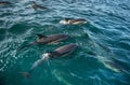 Group of dolphins, swimming in the ocean Royalty Free Stock Photo