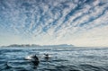 Group of dolphins, swimming in the ocean Royalty Free Stock Photo