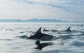 Group of dolphins, swimming in the ocean Royalty Free Stock Photo