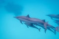 Group of dolphins swimming in tropical sea, underwater landscape Royalty Free Stock Photo