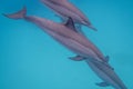 Group of dolphins swimming in tropical sea, underwater landscape Royalty Free Stock Photo