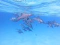 Group of dolphins in tropical sea, underwater Royalty Free Stock Photo