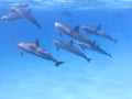 Group of dolphins in tropical sea, underwater Royalty Free Stock Photo
