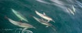 Group of dolphins, underwater swimming in the ocean Royalty Free Stock Photo