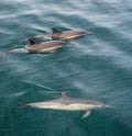 Group of dolphins, underwater swimming in the ocean Royalty Free Stock Photo