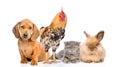 Group of domestic animals and bird. on white background