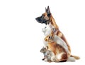 Group of Domestic Animals Sitting Profile Isolated Transparent