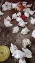 a group of domestic chicken, mostly white-feathered broiler chickens Royalty Free Stock Photo
