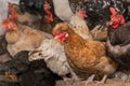 Group of domestic chickens hens on perch for birds in the barn. Poultry farming