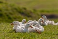 Group of Domestic Ducks outdoor close up