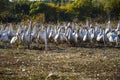 Group of domestic geese lying on meadow in the countryside Royalty Free Stock Photo