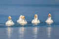 group of domestic geese swim in an artificial pond. Royalty Free Stock Photo