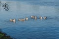 Group of domestic geese swimming in blue river Royalty Free Stock Photo