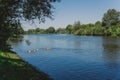 Group of domestic geese swimming in blue river Royalty Free Stock Photo