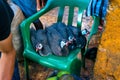 Several domestic Guineafowl or Numida meleagris on plastic chair Royalty Free Stock Photo
