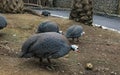 Group of Domestic Guineafowl Searching for Food Royalty Free Stock Photo
