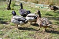 Group of domestic mallard ducks (Anas platyrhynchos) feeding in grass on the barnyard at traditional rural farm Royalty Free Stock Photo