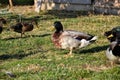 Group of domestic mallard ducks (Anas platyrhynchos) feeding in grass on the barnyard at traditional rural farm Royalty Free Stock Photo