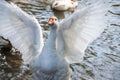 group of domestic white farm geese swim and splash water drops in dirty muddy water, enjoy first warm sun rays, peace Royalty Free Stock Photo