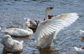 group of domestic white farm geese swim and splash water drops in dirty muddy water, enjoy first warm sun rays, peace Royalty Free Stock Photo