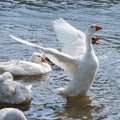 group of domestic white farm geese swim and splash water drops in dirty muddy water, enjoy first warm sun rays, peace Royalty Free Stock Photo