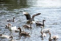 group of domestic white farm geese swim and splash water drops in dirty muddy water, enjoy first warm sun rays, peace Royalty Free Stock Photo