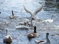 group of domestic white farm geese swim and splash water drops in dirty muddy water, enjoy first warm sun rays, peace Royalty Free Stock Photo