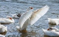 group of domestic white farm geese swim and splash water drops in dirty muddy water, enjoy first warm sun rays, peace Royalty Free Stock Photo