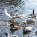 group of domestic white farm geese swim and splash water drops in dirty muddy water, enjoy first warm sun rays, peace Royalty Free Stock Photo