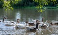 group of domestic white farm geese swim and splash water drops in dirty muddy water, enjoy first warm sun rays, peace Royalty Free Stock Photo