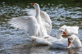 group of domestic white farm geese swim and splash water drops in dirty muddy water, enjoy first warm sun rays, peace Royalty Free Stock Photo