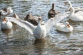 group of domestic white farm geese swim and splash water drops in dirty muddy water, enjoy first warm sun rays, peace Royalty Free Stock Photo