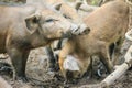 Group of domesticated wild boar eating food in the tropical fore