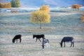 A group of donkey grazing on the prairie in autumn