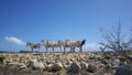 Group of donkeys Royalty Free Stock Photo