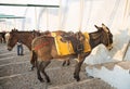 A group of donkeys in Santorini, Greece